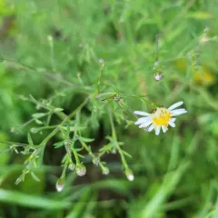 hairy white oldfield aster thumbnail 4