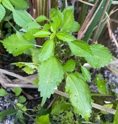 springs clearweed thumbnail 4