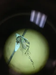 Dark Ricefield Mosquito thumbnail 3