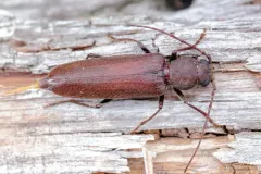 Arhopalus obsoletus thumbnail 2