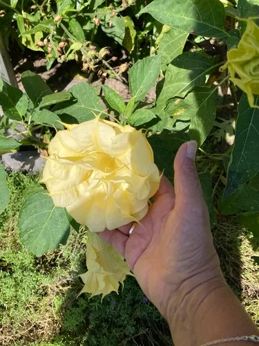 metel devil's trumpet