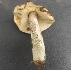 Ghost Bolete thumbnail 3