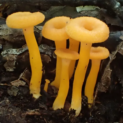 flame trumpet