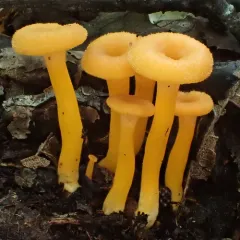flame trumpet thumbnail 1