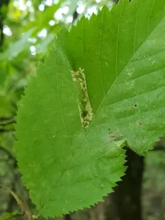Phyllonorycter obscuricostella thumbnail 2