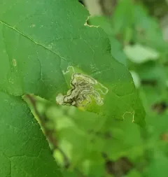 Wafer Ash Leafminer Moth thumbnail 3