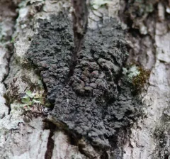 White-rimmed shingle lichen thumbnail 1