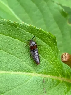 Shortened Minute Rove Beetle thumbnail 2