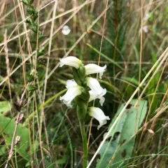 yellow nodding ladies' tresses thumbnail 4