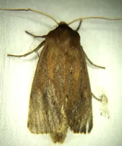 Yellow Sedge Borer Moth thumbnail 4