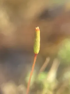 Ribbed Candlesnuffer Moss thumbnail 2