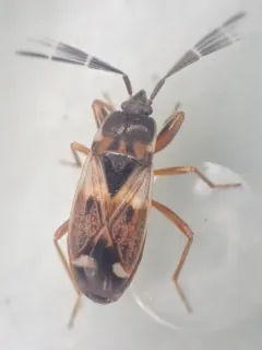 Eremocoris borealis thumbnail 2