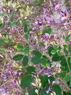 Thunberg's lespedeza thumbnail 2