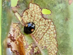 Esteemed Sigil Lady Beetle thumbnail 4