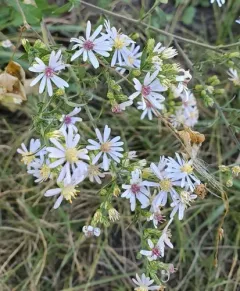Drummond's aster thumbnail 2