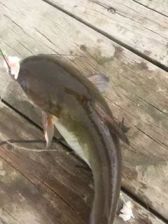 White Catfish thumbnail 2
