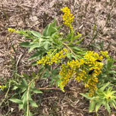 Missouri goldenrod thumbnail 2