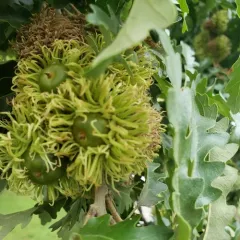 Turkey Oak thumbnail 3