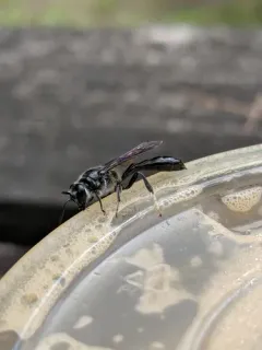 Trypoxylon lactitarse thumbnail 1