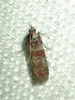 Willow Gall Inquiline Moth thumbnail 2