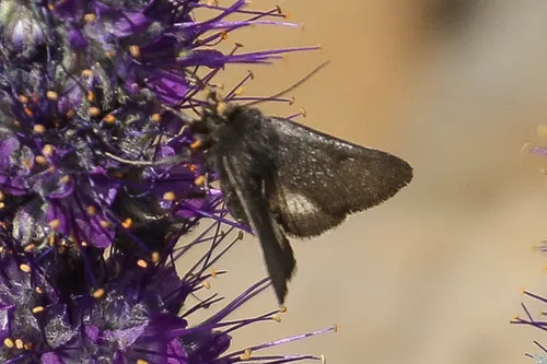 Lasionycta lagganata