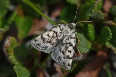 Xestia maculata thumbnail 3