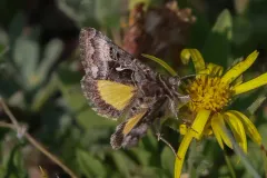 Alticola Looper Moth thumbnail 4