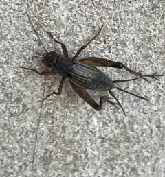 Allard's Ground Cricket thumbnail 1