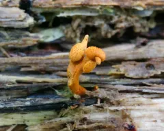 Ophiocordyceps variabilis thumbnail 2