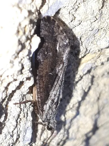 Agrypnia vestita