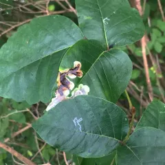 Sumac Leaf Blotch Miner Moth thumbnail 2