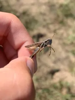 Narrow-winged Spur-throat Grasshopper thumbnail 4