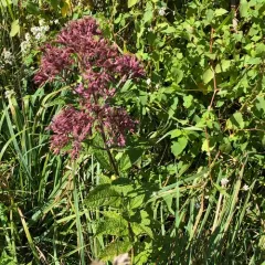 coastal plain Joe-Pye weed thumbnail 2