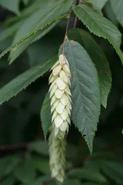 American hophornbeam thumbnail 3