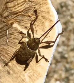 Curculio proboscideus thumbnail 3