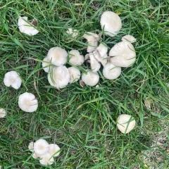 Pale Brittlestem thumbnail 3