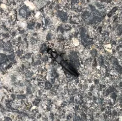 Tasgius ater thumbnail 3
