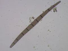 Trichoglossum velutipes thumbnail 1