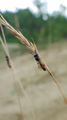 Mimesa pygidialis