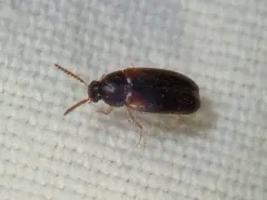Hallomenus scapularis thumbnail 2