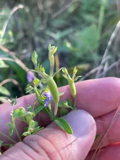 Eteobalea sexnotella thumbnail 4