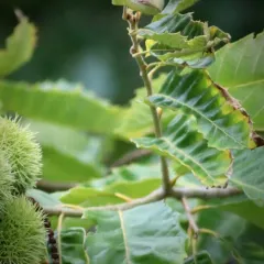 Chinese chestnut thumbnail 2