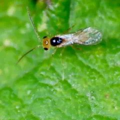 Ismarus dorsiger thumbnail 2