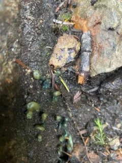 Green Earthtongue thumbnail 2