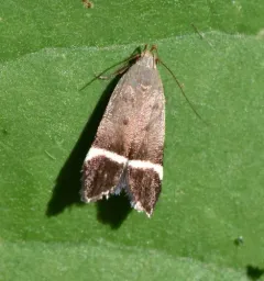 Agrimony Anacampsis Moth thumbnail 3
