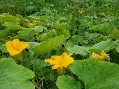 winter squash thumbnail 3