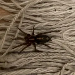 Western Parson Spider thumbnail 4