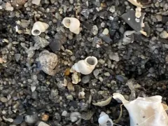 Bear Lake Springsnail thumbnail 4