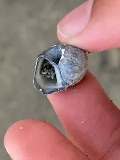 Great Basin Ramshorn thumbnail 3