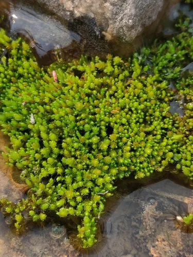 Wahlenberg's Nodding Moss